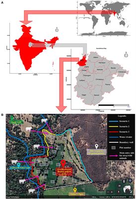 Development of bamboo- (Bambusa bambos) based bio-fence to protect field crops: Insights from a study in India's Bundelkhand region